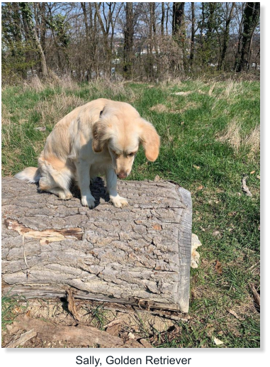 Sally, Golden Retriever