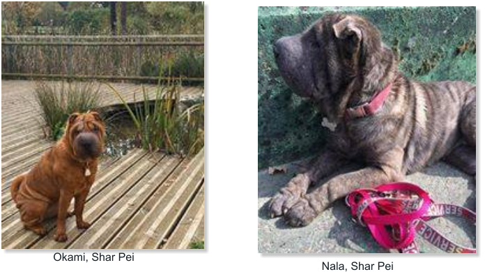 Nala, Shar Pei     Okami, Shar Pei