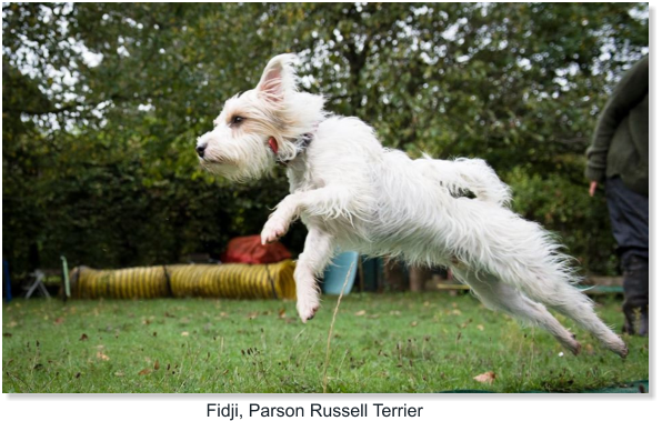 Fidji, Parson Russell Terrier